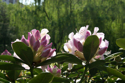 Rhododendron