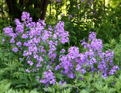 Garden View - Lunaria or Money Plant Blossoms