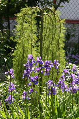 Siberian Walker Tree & Iris Stand