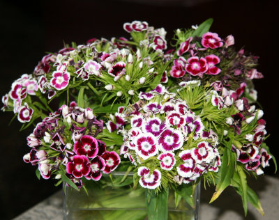 Dianthus - Sweet William