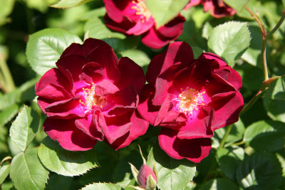 Velvet Red Roses