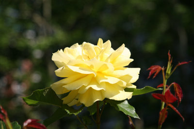 Yellow Rose