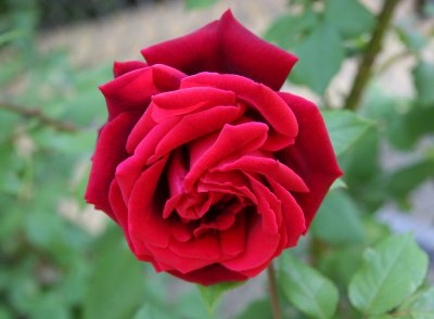 Velvet Red Rose