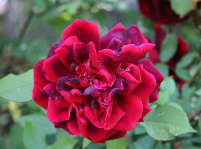 Velvet Red Rose