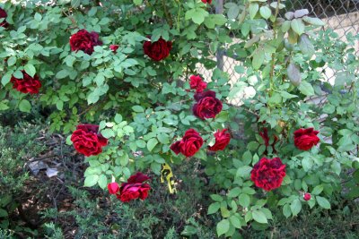Velvet Red Rose Bush