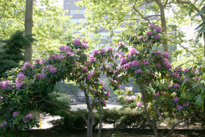 Rhododendron Bushes