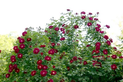 Rose Arbor