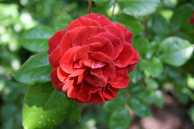 Brown Velvet Rose