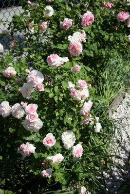 Morden Blush & Eglantyne Rose Bushes