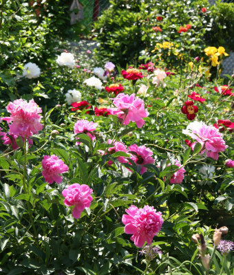 More Flowers - Mostly Peonies