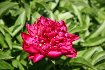 Peony