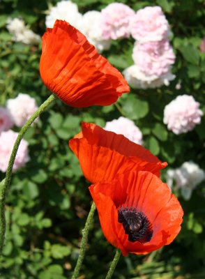 Poppies & Roses