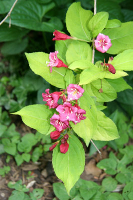 Weigela Blossoms