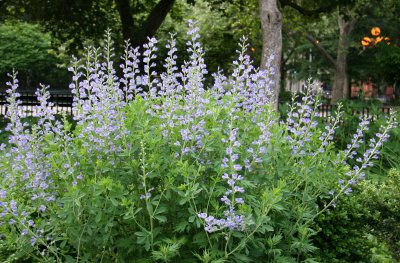 Baptisia or False Indigo