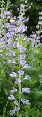 Baptisia or False Indigo