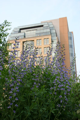 Baptisia or False Indigo