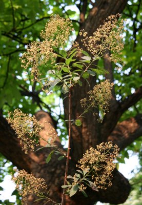 Smoke Tree Blossoms