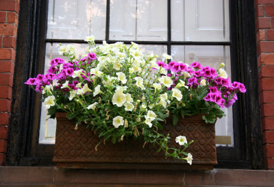 Petunia Flower Box Garden