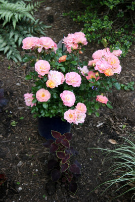 Residence Garden East of University Place