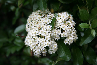 Garden - Pyracantha Blossoms