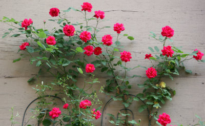 Sidewalk Garden - Roses