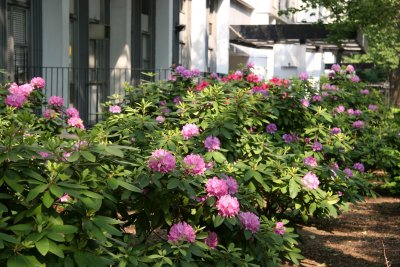 Rhododendrons at Washington Square Village Residence