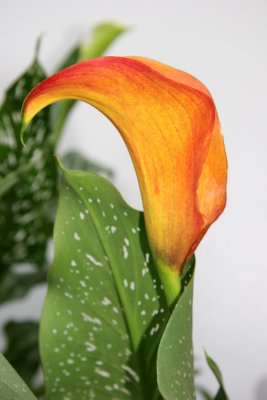 Calla Lily