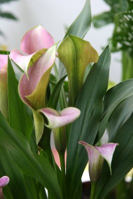 Calla Lily