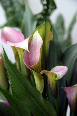 Calla Lily