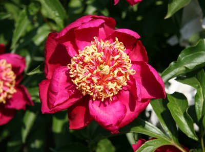 Hierloom Peony