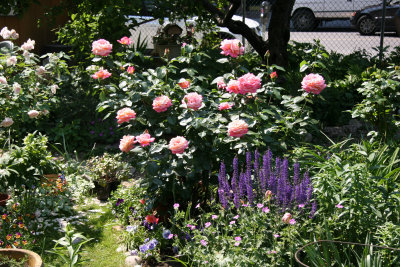 Chicago Peace Rose Bush