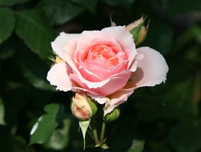 Paul Bocuse Rose