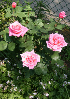 Fragrant Hour Rose Bush