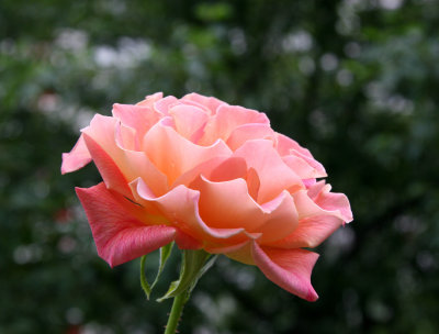Peach Rose