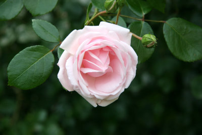 Pink Blush Rose