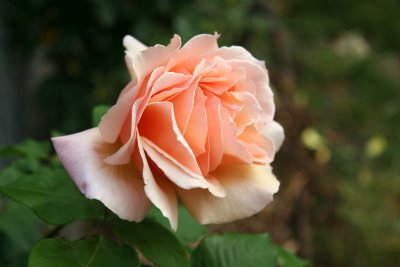 Apricot Cream Rose