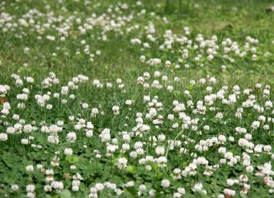 Clover Patch Flowers