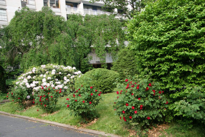 Garden View - Rhododendron & Roses in Bloom