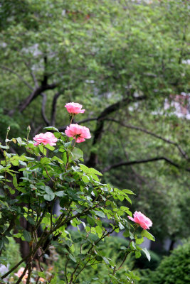 Pink Rose Bush