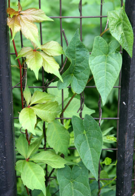 Virginia Creeper & Morning Glory Vines