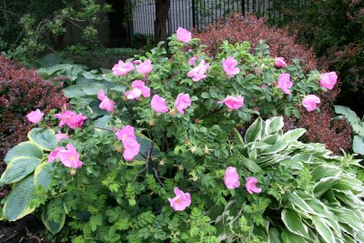 Rugosa Rose Bush - North Garden