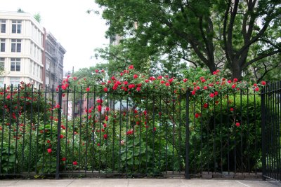 Garden View - Roses