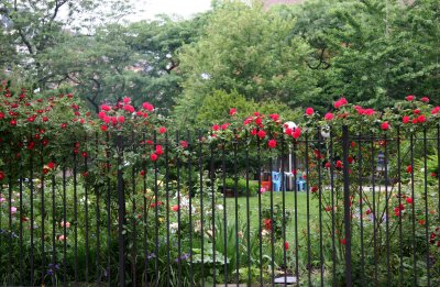 Garden View - Roses