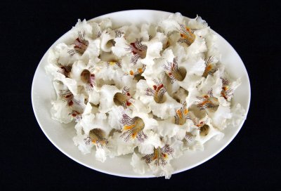 Catalpa Tree Blossoms