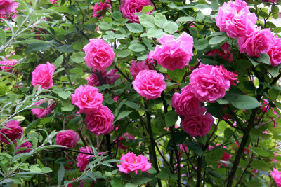 Zephrine Rose Bush