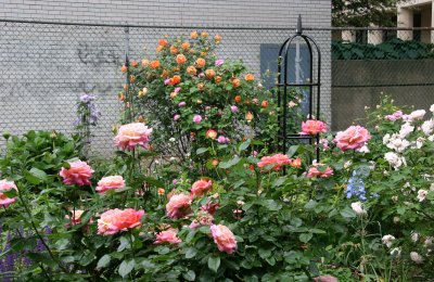 Garden View - Roses
