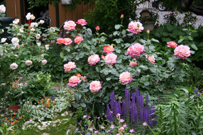 Garden View - Roses