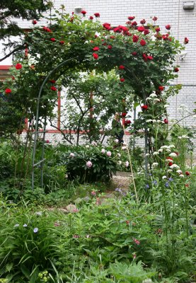 Garden View - Don Juan Rose Arbor