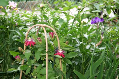 Garden View - Crimson Tear Passion Flowers