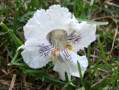 Catalpa Tree Blossom